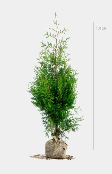 Thuja Brabant