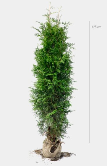 Thuja Brabant