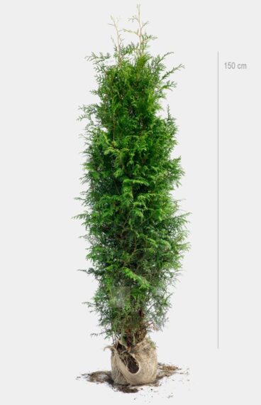 Thuja Brabant