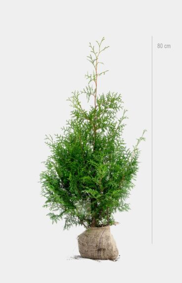 Thuja Brabant