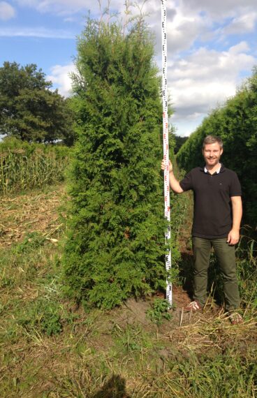 Thuja Brabant