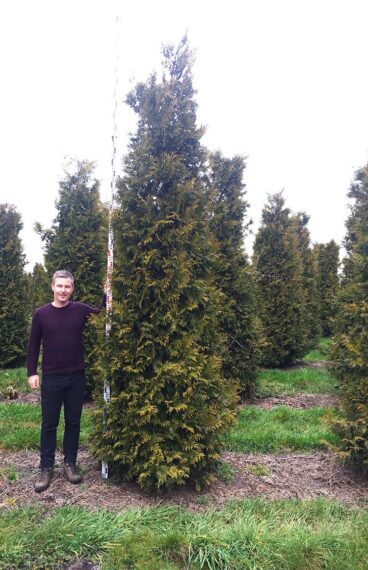 Thuja Brabant