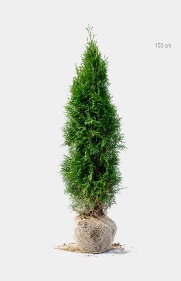 Thuja Smaragd