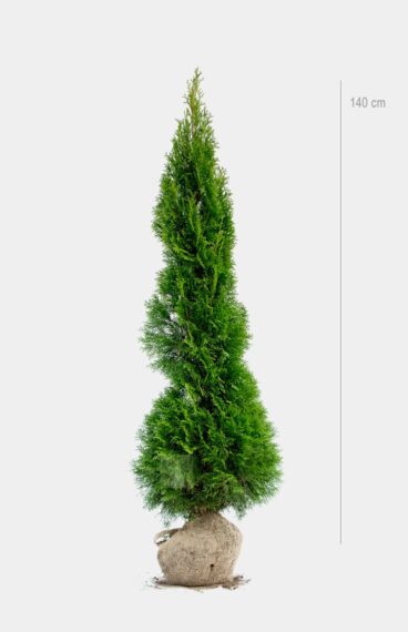 Thuja Smaragd