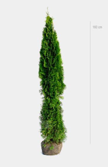 Thuja Smaragd