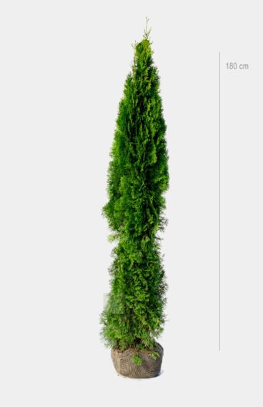 Thuja Smaragd