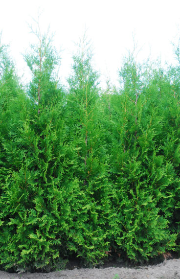 Thuja Brabant