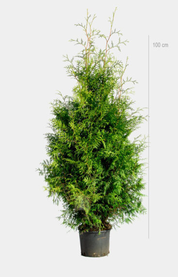 Thuja Brabant