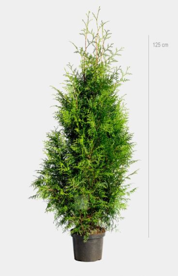 Thuja Brabant