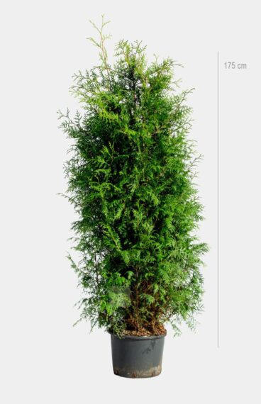 Thuja Brabant