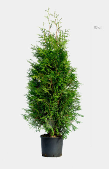 Thuja Brabant