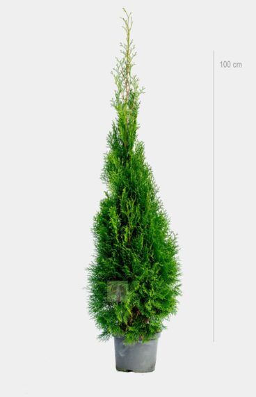 Thuja Smaragd