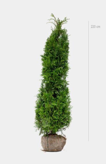 Kæmpethuja Rodklump 80cm