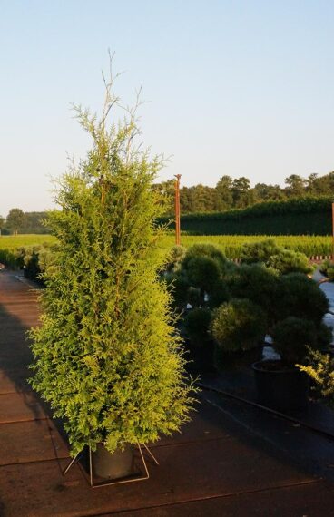 Thuja Brabant