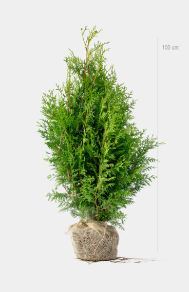 Thuja Brabant