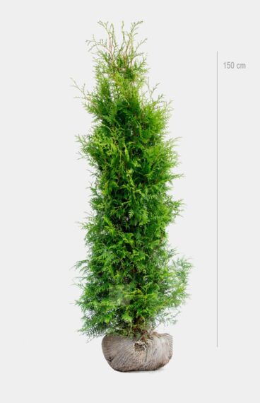 Thuja Brabant