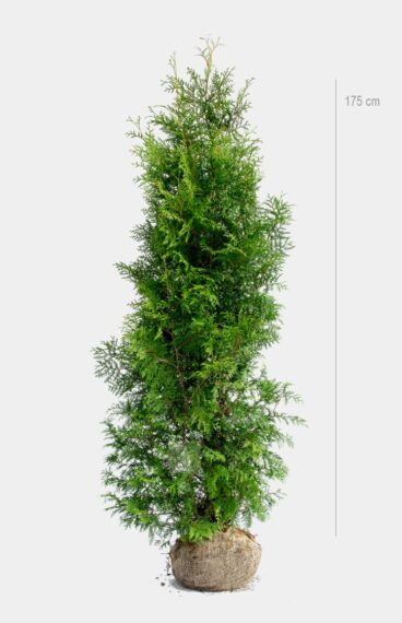 Thuja Brabant