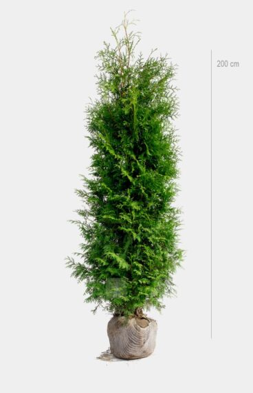 Thuja Brabant