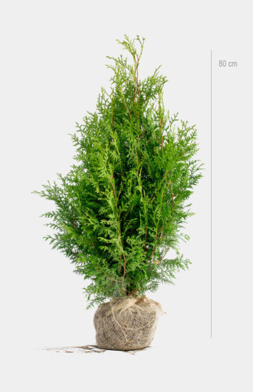 Thuja Brabant