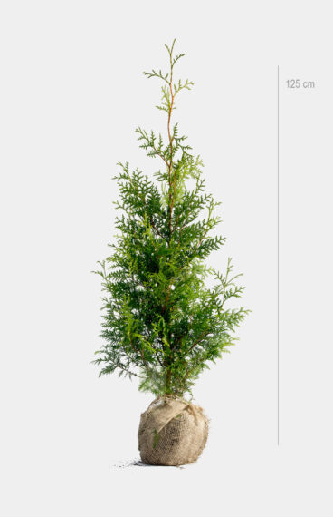 Thuja Brabant