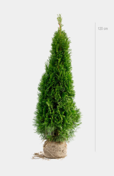 Thuja Smaragd