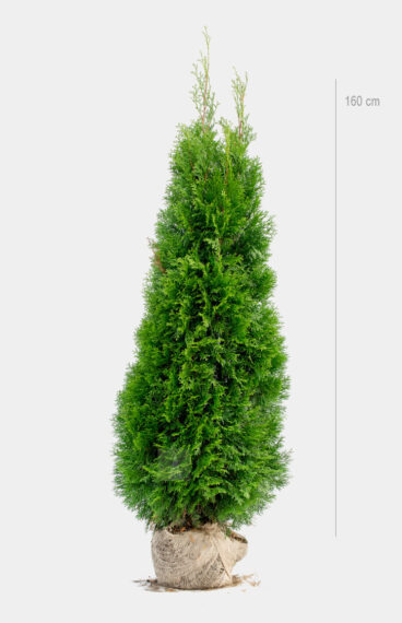 Thuja Smaragd