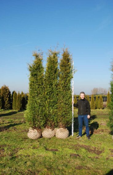 Thuja Brabant