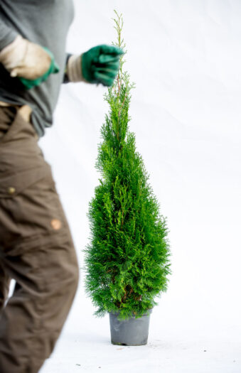 Thuja Smaragd