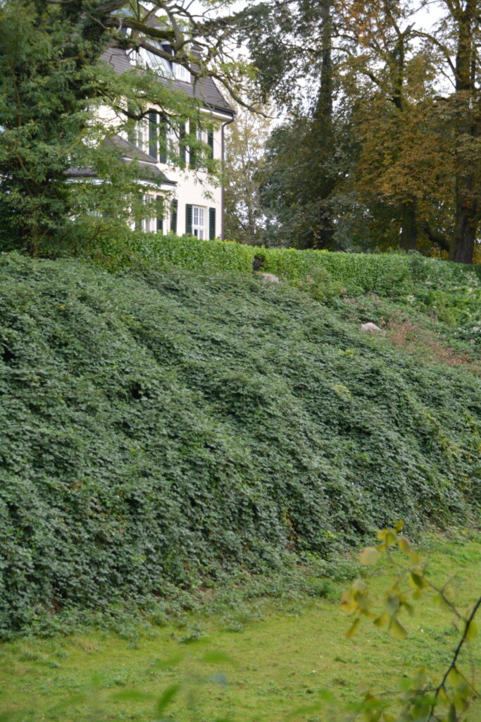 Grøn hæk på en skråning foran et hvidt hus.