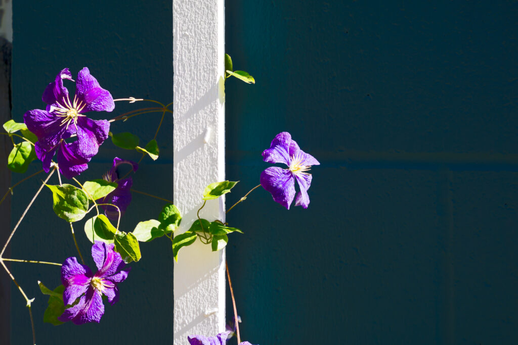 Nærbillede af klematis med lilla blomster mod en blå baggrund i solskin 