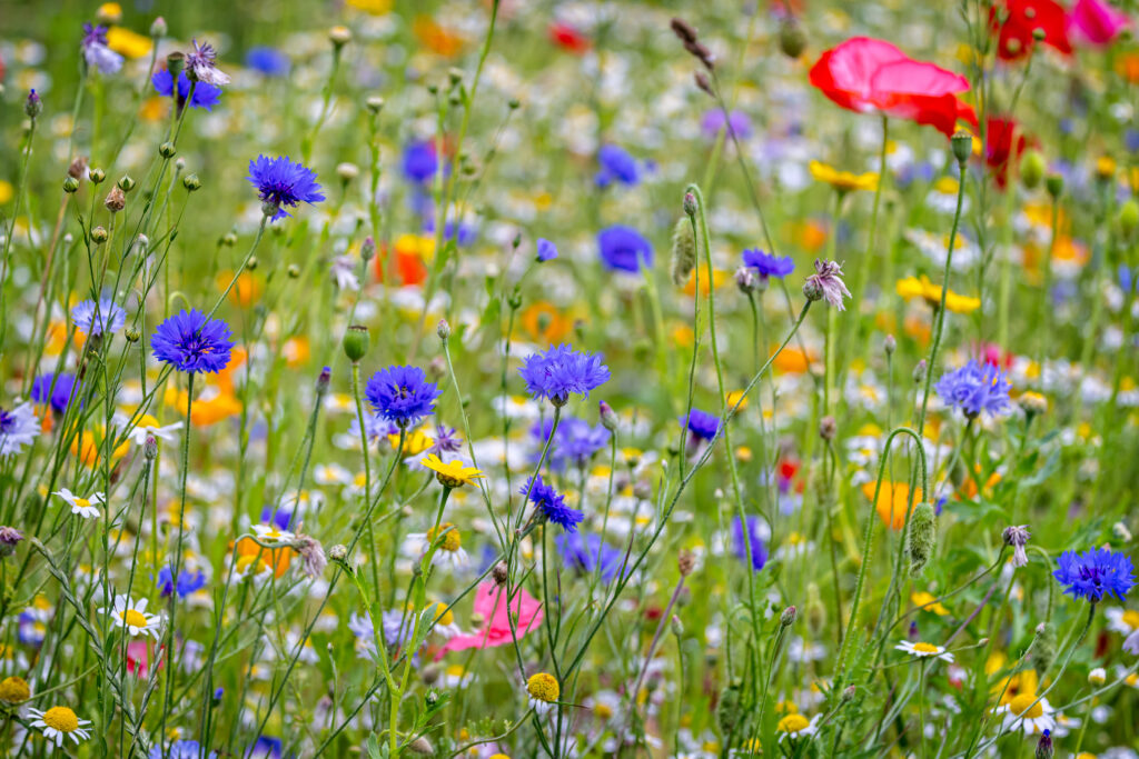 En blomstereng med kornblomster og andre blomster.